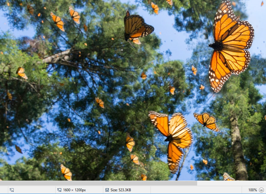 Monarch butterflies fly below pine trees
