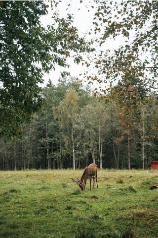 A deer pasturing in a small meadow in a forest.