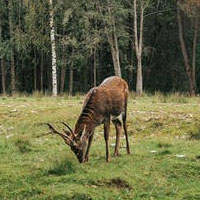 Dans l’image cadrée, le cerf occupe plus d’un tiers de la largeur de l’image.